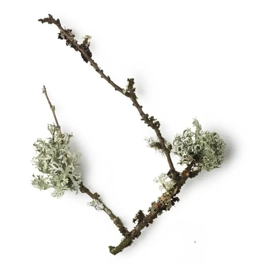 Taylor of Old Bond Street Scheercrème Royal Forest - Baard en Co - Scheercreme - 696770009987